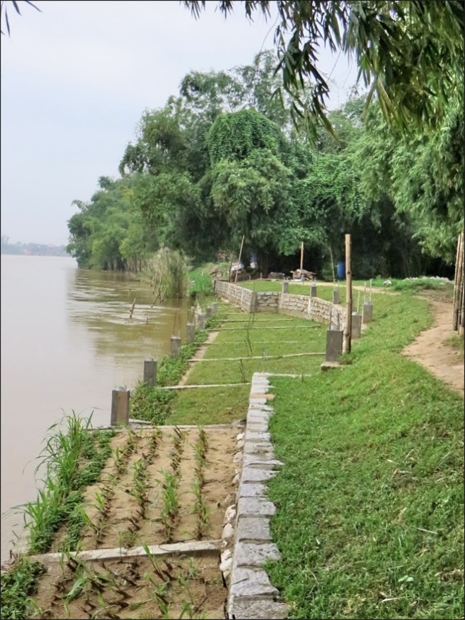 Restored riverbank with bamboo, stone, and vetiver planting