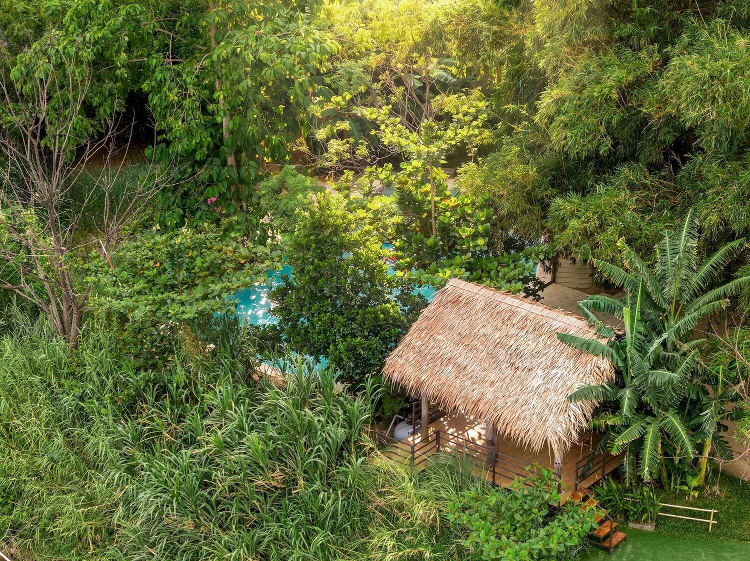 A thatched pavilion in the tree canopy from above